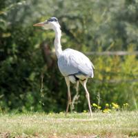 Le héron