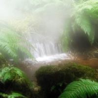 BRUME DES JARDINS DE CHAUMONT