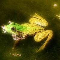 OBSERVATION AU JARDIN DE CHAUMONT