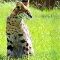 Serval