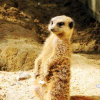 Suricate