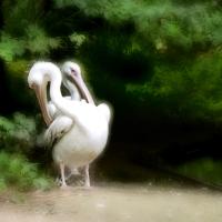 Pélicans