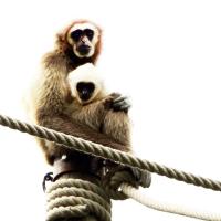 Saïmiri Tête noire