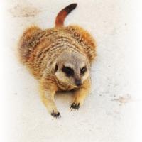 SURICATE