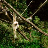 Saïmiri Tête noire