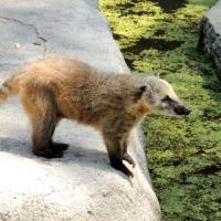 COATI ROUX À QUEUE ANNELÉE