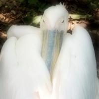 PÉLICAN BLANC