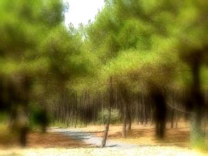 La forêt des Landes