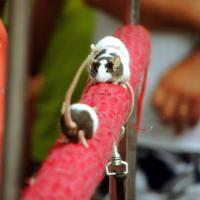 Que la souris ne tienne