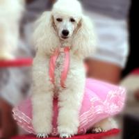 Mademoiselle sera toujours là