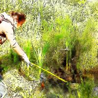 LA PÊCHE A LA GRENOUILLE