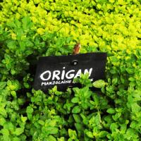 ORIGAN