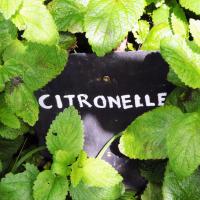 CITRONELLE