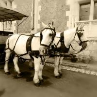 VISITE DE LA VILLE DE BLOIS