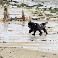 UN CHIEN COURANT SOUS LA PLUIE