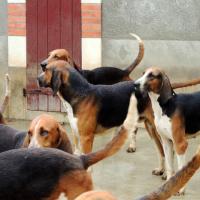 Chiens de cour de Cheverny