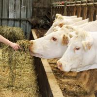 VACHES DANS LES ETABLES