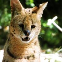 LE SERVAL