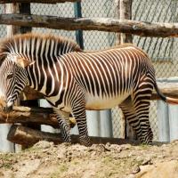 LE ZEBRE