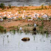 FAUNE DE LA LOIRE À BLOIS