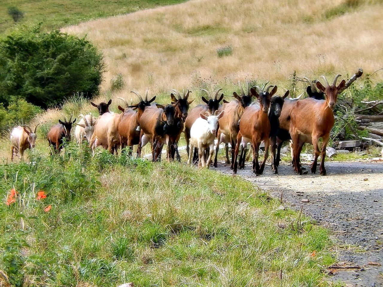 La transhumance