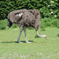 L'autruche femelle