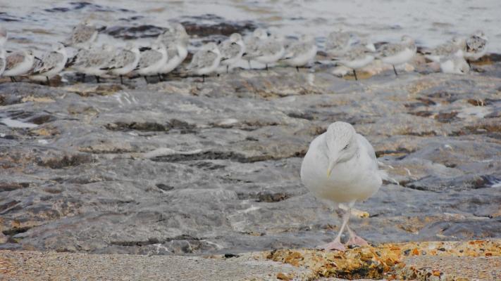 La mouette
