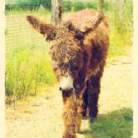 Le goûter de l'âne