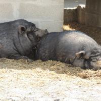 Les cochons vietnamiens