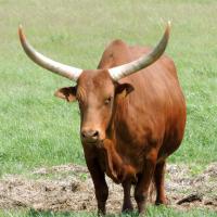 Le Watusi