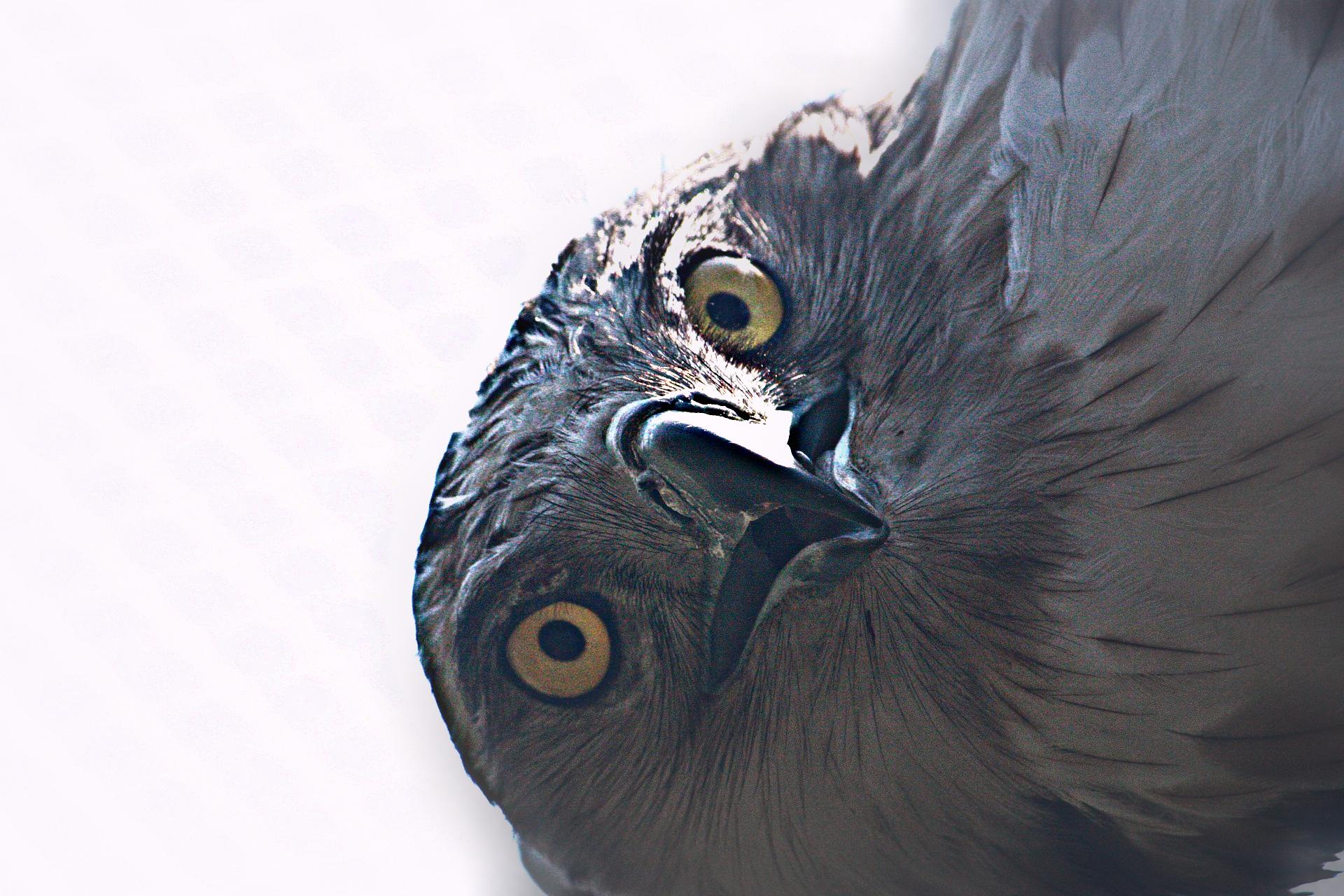 Regard d'Aigle